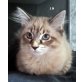 Casandra, Neva Masquarade - Katze