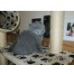 Casandra, Perser Blau - Katze
