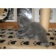 Casandra, Perser Blau - Katze