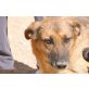 Casandra, kluger Schäferhund - Hündin