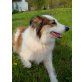 Casanova, Border Colli-Schäferhund Mix - Rüde