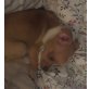Casanova, Chihuahua kurzhaariger Schlag - Rüde