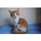 Casanova, Maine Coon - Kater