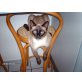 Casanova, Siamesen - Kater