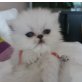 Casanova von Sierra Leone, Perser - Kater