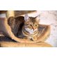 Casey - Katze , Europäische Kurzhaarkatze - Katze