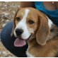 Cash, Beagle - Rüde