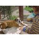 Cash, Englische Bulldogge Welpen - Rüde