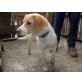 Cashira, Beagle-Mischlingshündin - Rüde