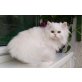 Cashmere, Chinchilla-Perser - Kater