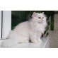 Cashmere, Perser mit Nase - Kater