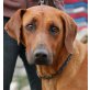 Casilla, Rhodesian Ridgeback - Hündin