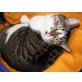 Casimir, Hauskatze - Kater