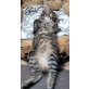 Casimir, Sibirische Katze - Kater