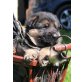 Casino von der Kapellenhöhe, Deutscher Schäferhund - Rüde