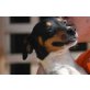 Casiopea, unterwürfiger Anfängerhund - Hündin
