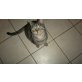 Caspar, Europäisch Kurzhaar - Kater