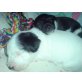 Caspar, Jack-Russell+Jack-Russell,Yorkshire Mischling Welpen - Rüde