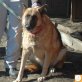 Caspar, Schäferhund Mischling - Rüde