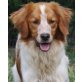 Caspar, Setter-Mix - Rüde