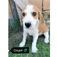 Casper, Beagle-Mischling Welpen - Rüde