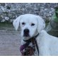 Casper, Dalmatiner Labrador Mix - Rüde