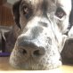 Casper, Deutsche Dogge - Rüde