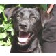 Casper II, Labrador-Mix - Rüde