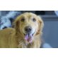 Casper,toller Kerl, Golden Retriever - Rüde