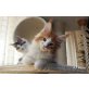Caspians Cesc Fabregas, Maine Coon - Kater