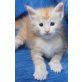 Caspians Equilibrium, Maine Coon - Kater