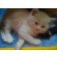 Cassandra Don Juan Elysee, Britisch Kurzhaarkatze - Katze