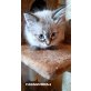 Cassandra, Neva Masquarade - Katze