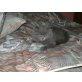 Cassandra, Perser Blau - Katze
