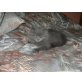 Cassandra, Perser Blau - Katze