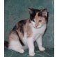 Cassie, Hauskatze - Katze