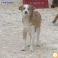 Cassie, Mischling Welpen - Hündin