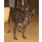 Cassius, Chihuahua Mix - Rüde