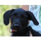 Cassius, Schnauzer Mix Welpen - Rüde