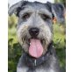 Castor, Schnauzer-Mix - Rüde