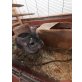 Casy, Langschwanzchinchilla - weiblich