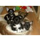 Catalina,Conshita,Carlotta, Chihuahua kurzhaariger Schlag - Hündin