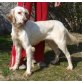 Catalina, English Setter - Hündin