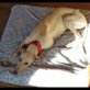 Catalina, Galgo Español - Hündin