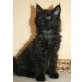 Catarina + Damon, Maine Coon - Kater