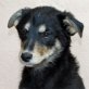 Catello, sensibler - Rüde