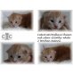 CaterCat W1 Wurf, Maine Coon - Katze