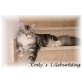 CaterCats Cody, Maine Coon - Kater