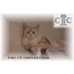 CaterCats, Maine Coon - Kater