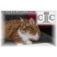 CaterCats Mick Jagger, Maine Coon - Kater